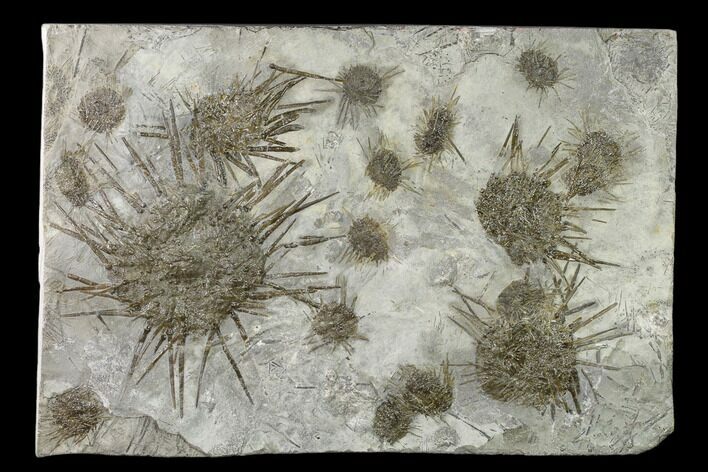 Slab of Mississippian Echinoid (Archaeocidaris) Fossils - Missouri #148585